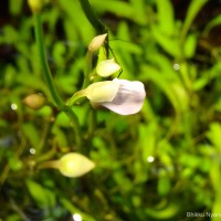 Utricularia uliginosa Vahl